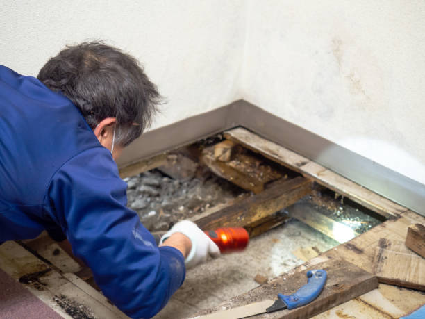 Best Mold Removal Company Near Me  in Clearwater, KS