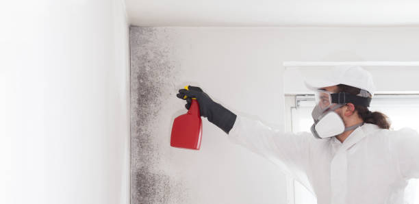 Office Mold Removal Services in Clearwater, KS