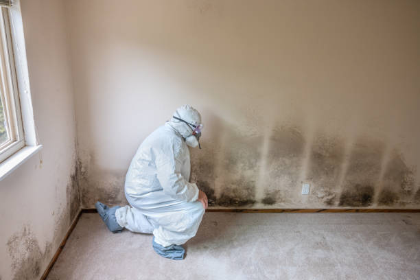 Best Mold Removal and Inspection  in Clearwater, KS