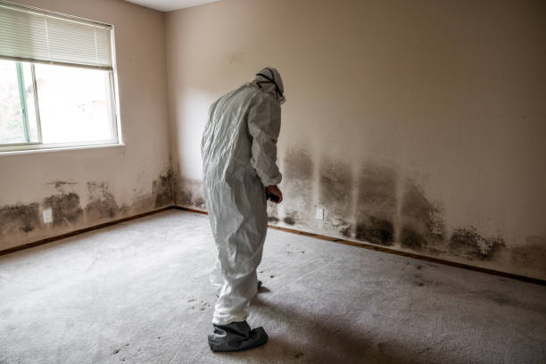 Best Mold Damage Repair  in Clearwater, KS
